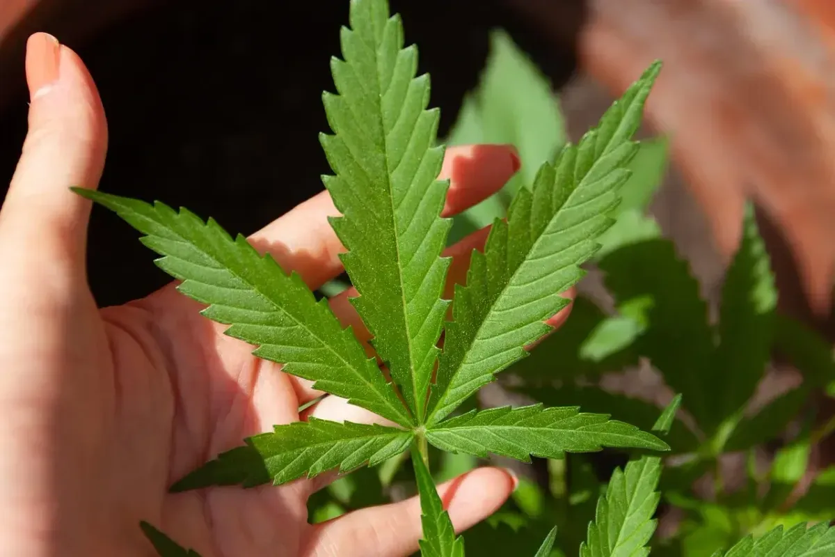 Sativa vs Indica vs Hybrid: Choose the Right Cannabis Strain - Yerba Buena Brooklyn cannabis guide