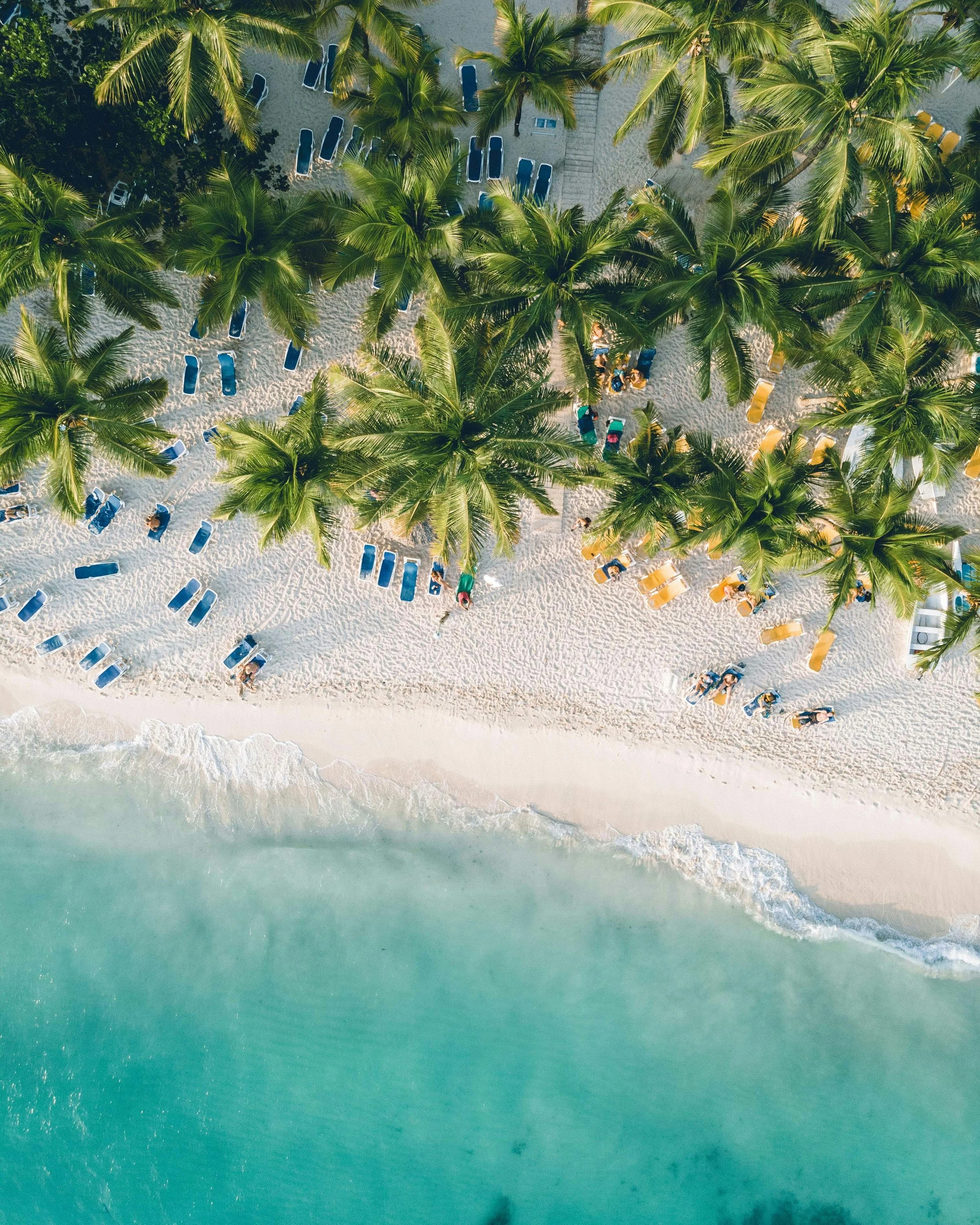 Aerial view of a tropical beach with palm trees